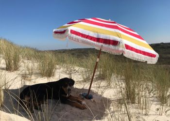 Guard dog Mila of duty